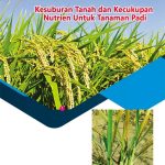Kesuburan Tanah dan Kecukupan Nutrien Untuk Tanaman Padi
