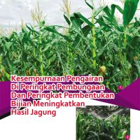 Kesempurnaan Pengairan Di Peringkat Pembungaan Dan Peringkat Pembentukan Bijian Meningkatkan Hasil Jagung