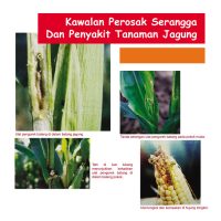 Kawalan Serangga Perosak Dan Penyakit Tanaman Jagung