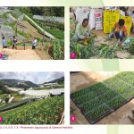 Penanaman jagung Susu Di Cameron Highland