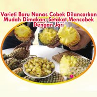 Varieti Baru Nanas Cobek Dilancarkan Mudah Dimakan, Setakat Mencobek Dengan Jari