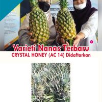 Varieti Nanas Terbaru CRYSTAL HONEY (AC 14) Didaftarkan