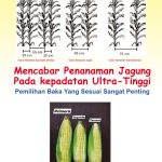 Mencabar Penanaman Jagung Pada kepadatan Ultra-Tinggi. Pemilihan Baka Yang Sesuai Sangat Penting