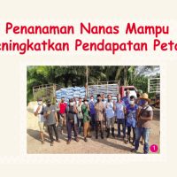Penanaman Nanas Mampu Meningkatkan Pendapatan Petani