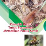 Penyakit Reput Tunas Berpotensi Mematikan Pokok Sawit