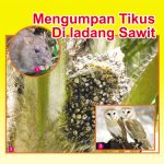 Mengumpan Tikus Di ladang Sawit