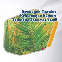 Mencegah Masalah Kekurangan Kuprum Terhadap Tanaman Sawit