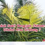 Pokok Sawit Bergejala Chimaera Dikekal Atau Ditebang?