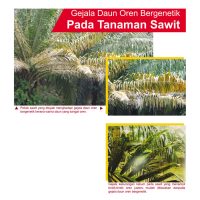 Gejala Daun Oren Bergenetik Pada Tanaman Sawit