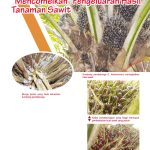 Kumbang Pendebunga Sawit “Mencomelkan” Pengeluaran Hasi Tanaman Sawit