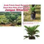 Anak Pokok Sawit Bergejala Daun Atas Rata (Flat-Topped) Jangan Ditanam