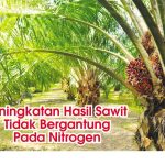 Peningkatan Hasil Sawit Tidak Bergantung Pada Nitrogen