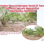 Amalan Pencondongan Sawit Di Tanah Gambut Secara Mekanikal Membawa Manfaat