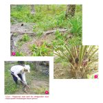 Pengurusan Anak Sawit Liar Dengan Racun Rumpai Spesifik Membawa Kesan Positif