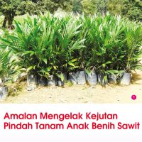 Amalan Mengelak Kejutan Pindah Tanam Anak Benih Sawit
