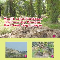 Memilih Lokasi Pembajaan Optimum Bagi Mencapai Hasil Sawit Yang Lumayan