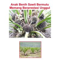 Anak Benih Sawit Bermutu Memang Berprestasi Unggul