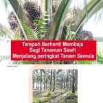 Tempoh Berhenti Membaja Bagi Tanaman Sawit Menjelang peringkat Tanam Semula