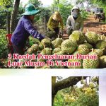 3 Kaedah Pengeluaran Durian Luar Musim Di Vietnam