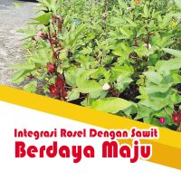 Integrasi Rosel Dengan Sawit Berdaya Maju