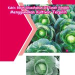 Kubis Boleh Diusahakan Di Tanah Rendah Menggunakan Kultivar Terpilih