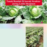 Penggunaan Baja Untuk Kubis Tanah Rendah Di bawah Struktur Jaring Lebih Menjimat