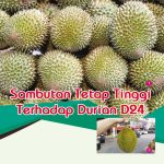 Sambutan Tetap Tinggi Terhadap Durian D24