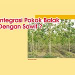 Integrasi Pokok Balak Dengan Sawit ?