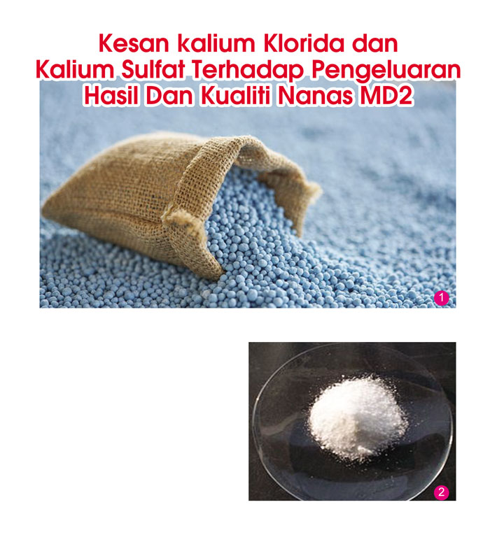 You are currently viewing Kesan kalium Klorida dan Kalium Sulfat Terhadap Pengeluaran Hasil Dan Kualiti Nanas MD2