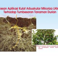 Kesan Aplikasi Kulat Arbuskular Mikoriza (AMF) Terhadap Tumbesaran Tanaman Durian