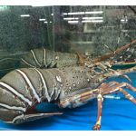 Kampung Pengerang Berpotensi Untuk Pelancongan Udang Galah