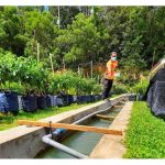 Menternak Ikan Tilapia Dalam Projek Longkang Mendapat Sambutan