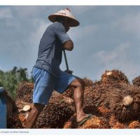 Minyak Sawit Melonjak Ke Paras Tertinggi Dalam Dua Tahun Berikutan Eksport Kukuh Dan Kenaikan Minyak Mentah