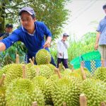 Pekebun Durian Di Vietnam Berdepan Kerugian Walaupun Harganya Meningkat Dua Kali Ganda