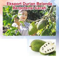 Eksport Durian Belanda Berpotensi Cerah