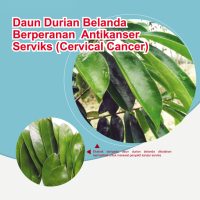 Daun Durian Belanda Berperanan Antikanser Serviks (Cervical Cancer)