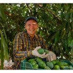 Mexico Pengeluar Avokado Terbesar Di Dunia