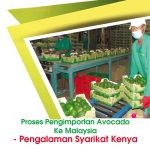 Proses Pengimportan Avocado Ke Malaysia – Pengalaman Syarikat Kenya