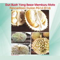 Duri Buah Yang Besar Memburu Mata Penceritaan Durian PG14 (D14)