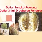 Durian Tangkai Panjang Daftar 3 Kali Di Jabatan Pertanian