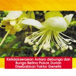 Ketidakserasian Antara debunga dan Bunga Betina Pokok Durian Disebabkan Faktor Genetik