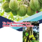 Tip Bagi Meningkatkan Kadar Pembuahan Durian