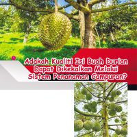 Adakah Kualiti Isi Buah Durian Dapat Dikekalkan Melalui Sistem Penanaman Campuran?
