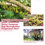 Lebih Selamat Mengamalkan Sistem Penanaman Durian Campuran Bagi Meningkatkan Pengeluaran Hasil