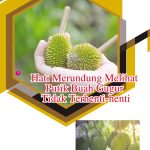 Hati Merundung Melihat Putik Buah Gugur Tidak Terhenti-henti
