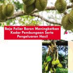 Baja Foliar Boron Meningkatkan Kadar Pembungaan Serta Pengeluaran Hasil