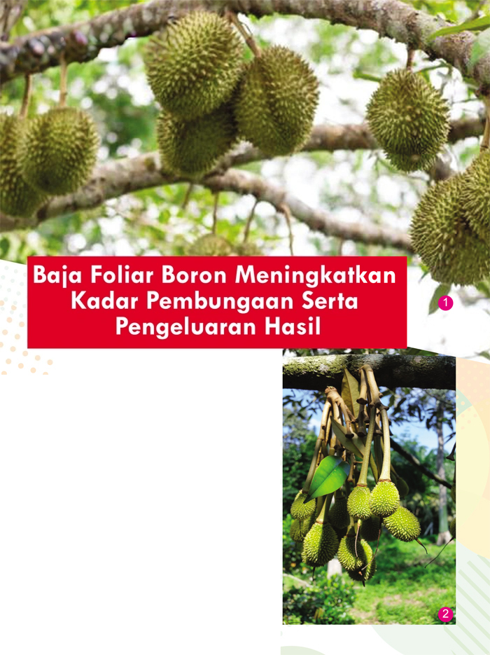 You are currently viewing Baja Foliar Boron Meningkatkan Kadar Pembungaan Serta Pengeluaran Hasil