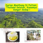 Durian Monthong Di Pattani, Thailand Selatan, Kononnya Sangat Sedap!