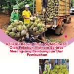 Aplikasi Racun Kimia Paclobutrazol Oleh Pekebun Vietnam Berjaya Merangsang Pembungaan Dan Pembuahan