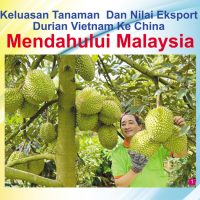 Keluasan Tanaman Dan Nilai Eksport Durian Vietnam Ke China Mendahului Malaysia